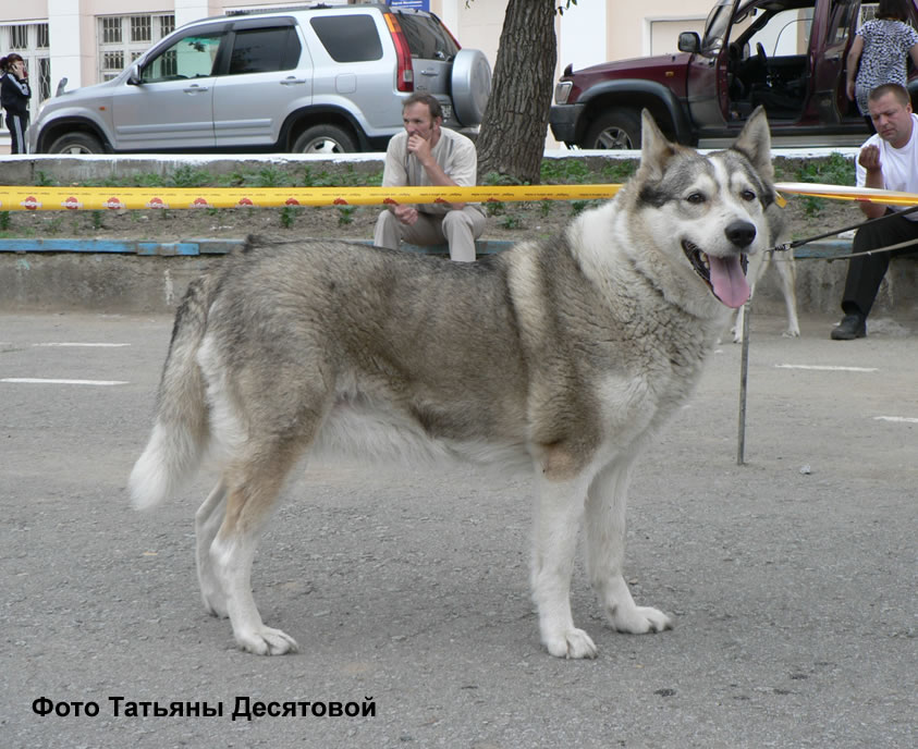 Клеймо собаки ркф